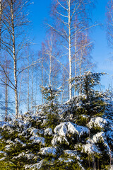 Wall Mural - snowy fir trees and birches in forest in winter