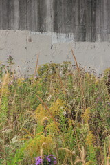 Wall Mural - reeds in the wind