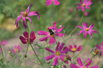 Canvas Print - Close-up of Cosmea cosmos flower