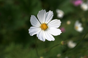 Poster - Close-up of Cosmea cosmos flower