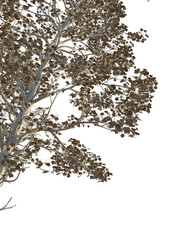 sassafras tzumu tree corner cutout png transparent
