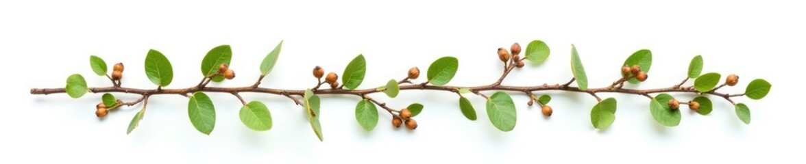 Wall Mural - Twisted Melaleuca branches with small green leaves and brown seeds on white background, melaleuca tree, twig