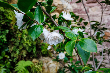 Poster - Beautiful white flowers Camellia 'Cinnamon Cindy' on green branches in a serene garden during springtime