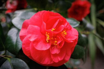 Aufkleber - Beautiful blooming red camellia flower in a garden setting captures the essence of springtime nature