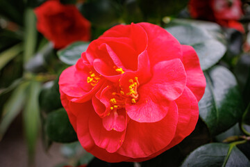 Wall Mural - red camellia flower blooms beautifully among lush green leaves in a garden setting