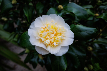 Wall Mural - Blooming white Camellia Brushfield's Yellow flower with yellow center surrounded by lush green leaves in a vibrant garden setting