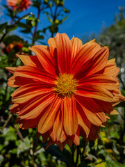 Poster - Orange Dahlia 'Bishop of Llandaff' Flower in Full Bloom Against Blue Sky