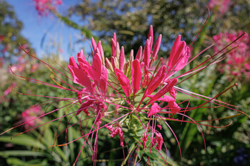 Aufkleber - Vivid pink cleome flower in full bloom with delicate petals and long stamens, set against a blurred green garden background.