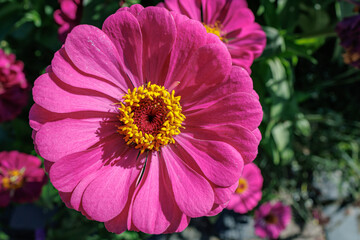 Aufkleber - Pink Zinnia Flower in Full Bloom, close up