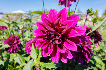 Poster - Pink red dahlia flower in garden
