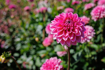 Poster - Pink dahlia blossom in garden, summer perfect gardening backyard 