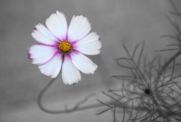 Canvas Print - white cosmos flower isolated on gray blur background