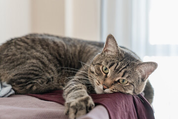 Wall Mural - tabby cat lying comfortably on a drying rack with clothes hanging to dry. The cozy and domestic scene captures the cat's relaxed and curious nature, surrounded by everyday home life