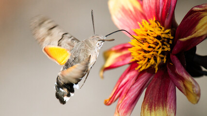 Wall Mural - butterfly on flower