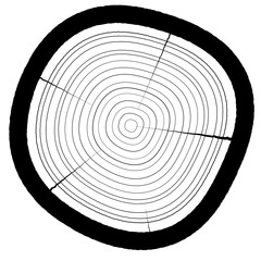 Wall Mural - Intricately Scratched Concentric Circle Wood Cross Section Graphic