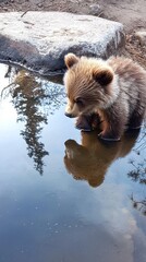 Poster - In a serene mountain landscape, a bear cub gazes into the water, captivated by the reflection of an adult bear. This moment captures the curiosity and innocence of youth amidst nature's beauty