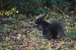 © YOUNGMI - A black squirrel in the park
