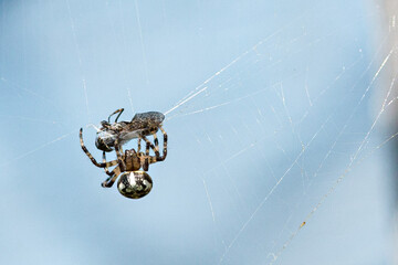 Spider caught a fly in its net