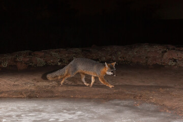 Wall Mural - A Grey Fox is photographed with a camera trap as it trots past a frozen waterhole on a dark winter night in the desert mountains of Southern Utah USA. 