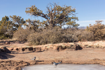 Wall Mural - A pair of Woodhouse's Scrub Jay's visit a frozen water hole in a sandstone depression in the desert mountains of Southern Utah USA on a cold winter day. One stands on the ice and one at the edge. 