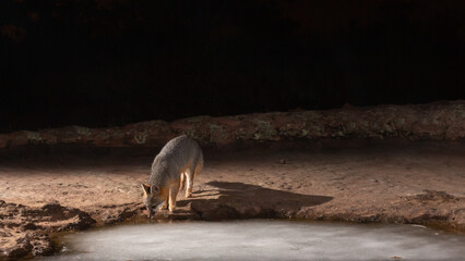 Wall Mural - A Grey Fox dips its head to drink from the edge of a mostly frozen pool of water in a depression of red sandstone in the middle of the night.