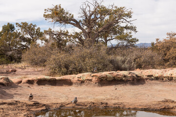 Wall Mural - A pair of Scrub Jays and a Northern Flicker visit an ephemeral pool surrounded by red sandstone in the desert mountains of Southern Utah, USA with low bushes and juniper trees in the background.