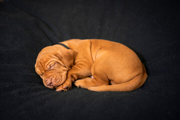 Wall Mural - Vizsla Puppy - 3 weeks - Picture with a black background, studio photo