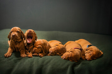 Wall Mural - six group photo Cute puppy Hungarian vizsla dog breed puppies , black background atelier photography 