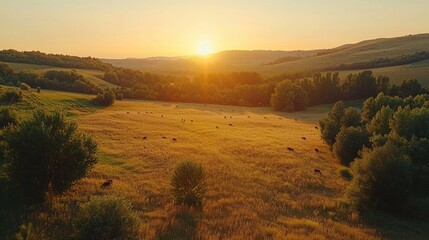 Aufkleber - Cows wander freely in a golden field as the sun sets behind rolling hills, casting warm hues across the landscape and creating a tranquil summer atmosphere