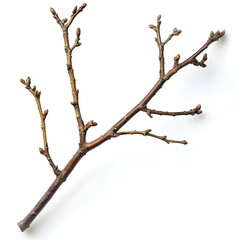 Bare tree branch, spring buds, white background, nature study