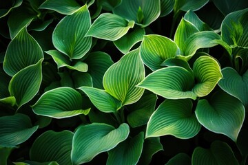 Wall Mural - Lush green hosta leaves, vibrant texture, natural background.