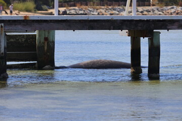 Wall Mural - elephant seal