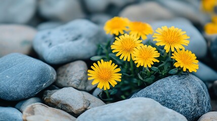 Wall Mural - Vibrant yellow wildflowers blooming amidst smooth gray stones.