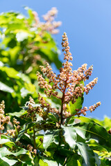 Wall Mural - Seasonal blossom of tropical mango tree growing in orchard on Gran Canaria island, Spain, cultivation of mango fruits on plantation.