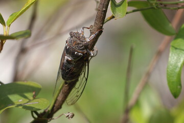 Wall Mural - cicada