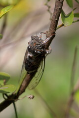 Wall Mural - cicada