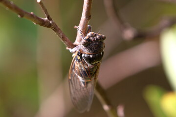 Wall Mural - cicada