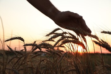 Wall Mural - Man in ripe wheat spikelets field, closeup