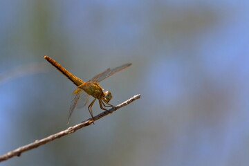 Wall Mural - dragonfly