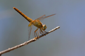 Wall Mural - dragonfly