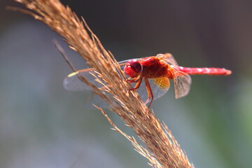 Wall Mural - dragonfly