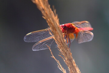 Wall Mural - dragonfly