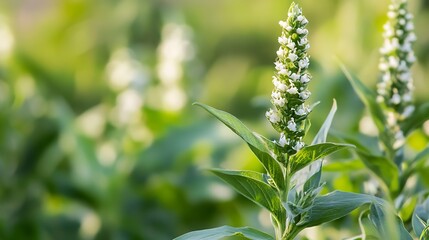 Poster - Delicate White Flower Blossoms in a Lush Green Field Under Natural Light Conditions : Generative AI