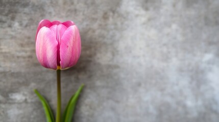 Aufkleber - Single Pink Tulip on a Concrete Background with a Minimalist Aesthetic : Generative AI
