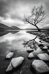Poster - Dramatic black and white landscape of a solitary tree reflected in calm waters surrounded by rocky shorelines : Generative AI