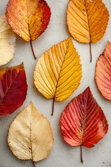 Poster - Colorful autumn leaves in various shades of red yellow and orange beautifully arranged on a concrete background : Generative AI