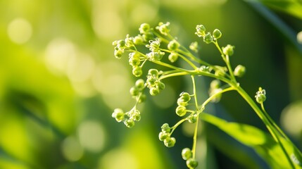 Poster - Close Up of Vibrant Green Plant Buds in Natural Soft Light : Generative AI