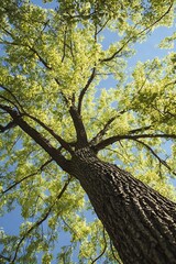 Poster - Majestic view of a tall tree with lush green leaves against a bright blue sky showcasing nature : Generative AI