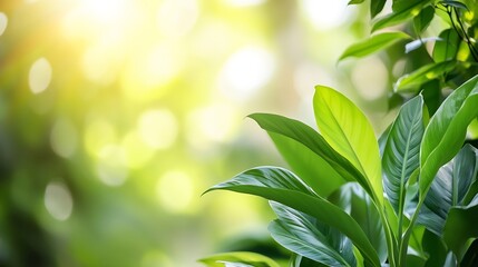 Aufkleber - Sunlight Filtering Through Lush Green Leaves Creating a Soft Bokeh Effect in a Natural Setting : Generative AI
