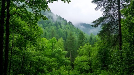 Poster - Lush Green Forest Landscape with Misty Mountains in a Tranquil Natural Setting : Generative AI
